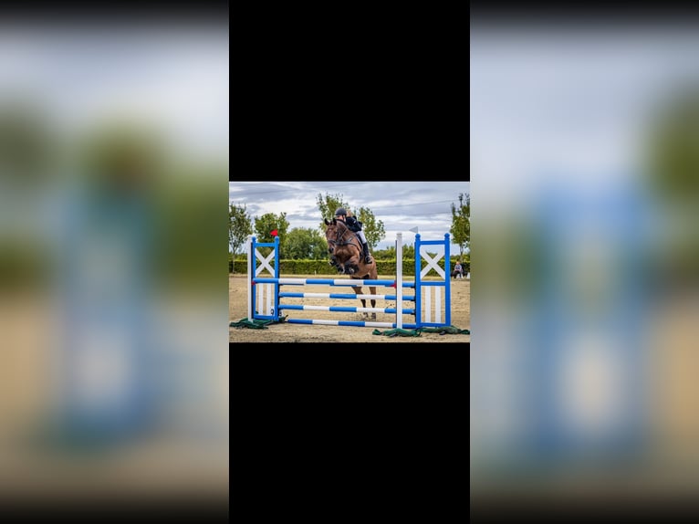 Zangersheide Castrone 11 Anni 163 cm Baio in Übach Palenberg