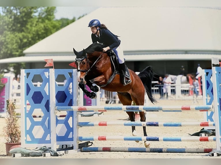 Zangersheide Castrone 11 Anni 163 cm Baio in Wien, Donaustadt