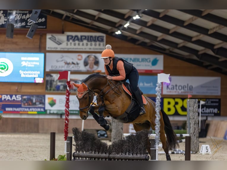 Zangersheide Castrone 11 Anni 168 cm Baio in Hendrik-Ido-Ambacht