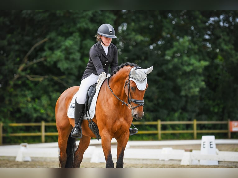 Zangersheide Castrone 11 Anni 168 cm Baio in Hendrik-Ido-Ambacht