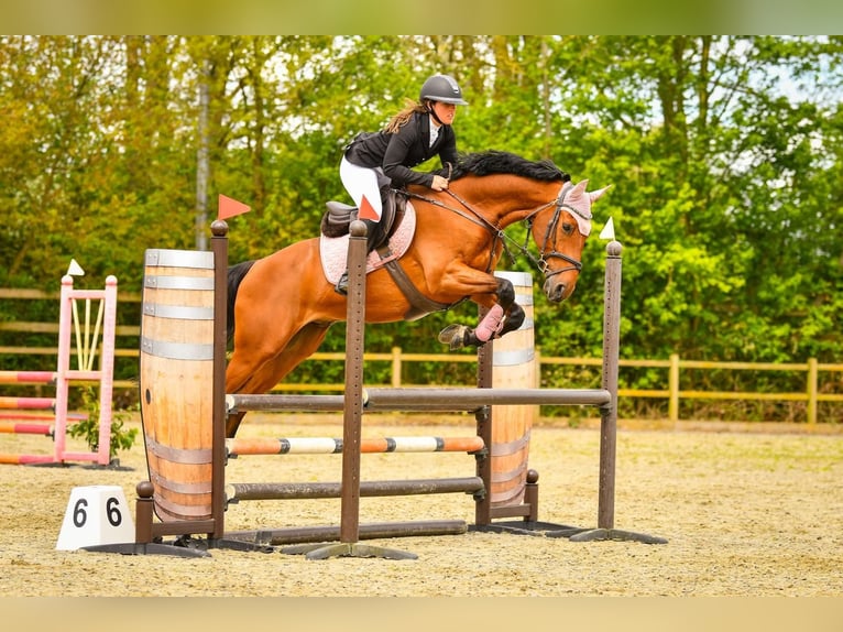 Zangersheide Castrone 11 Anni 168 cm Baio in Hendrik-Ido-Ambacht