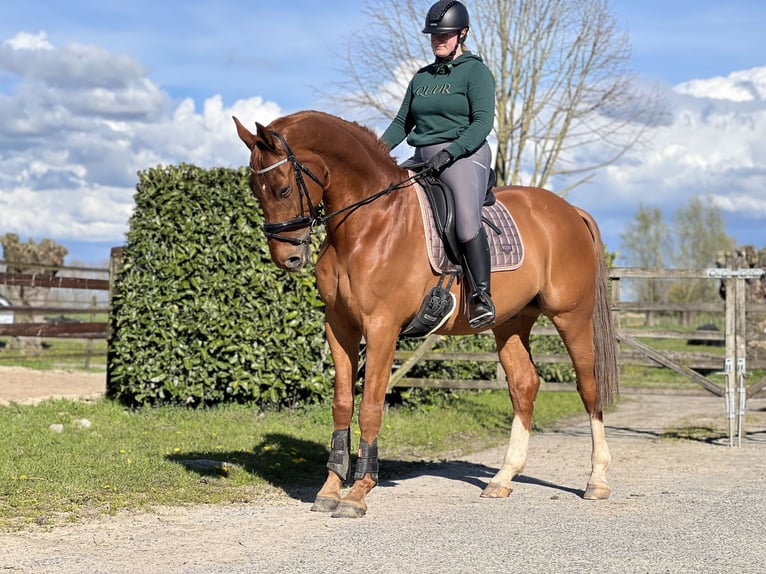 Zangersheide Castrone 11 Anni 170 cm Sauro in Eede