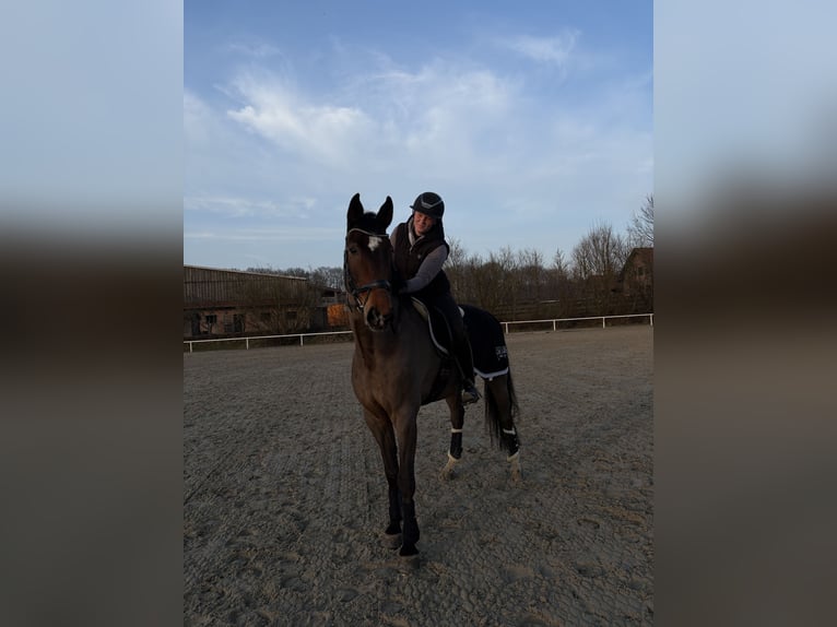 Zangersheide Castrone 11 Anni 174 cm Baio in Haren