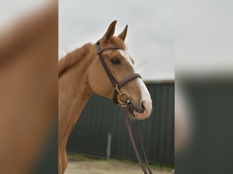 Zangersheide Castrone 11 Anni 174 cm Sauro in Geilenkirchen