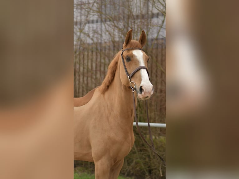 Zangersheide Castrone 11 Anni 174 cm Sauro in Geilenkirchen