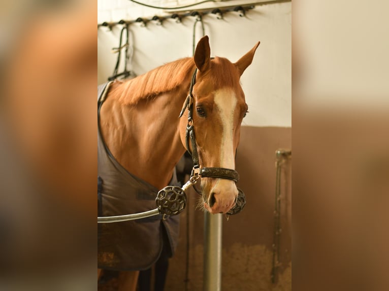 Zangersheide Castrone 11 Anni 174 cm Sauro in Geilenkirchen
