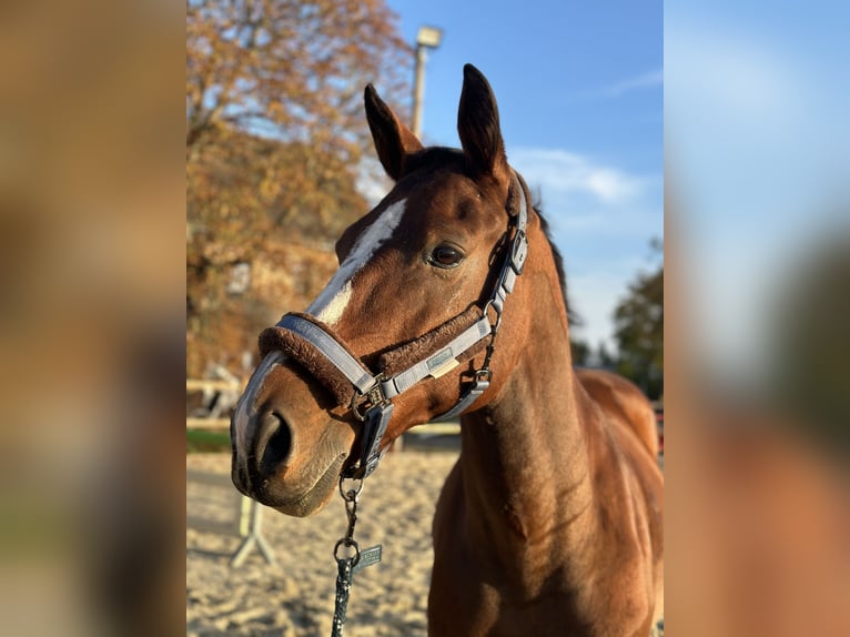 Zangersheide Castrone 12 Anni 160 cm Baio in Meuselwitz