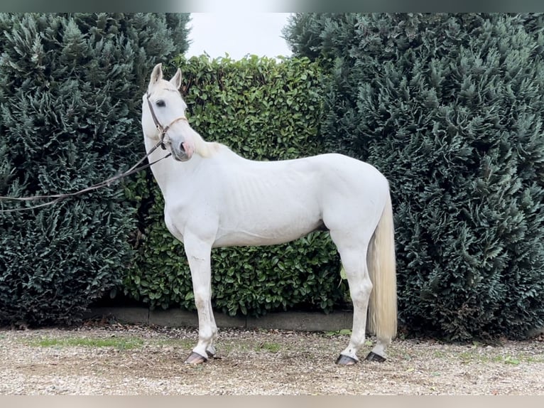 Zangersheide Castrone 12 Anni 165 cm Leardo in Oud Gastel