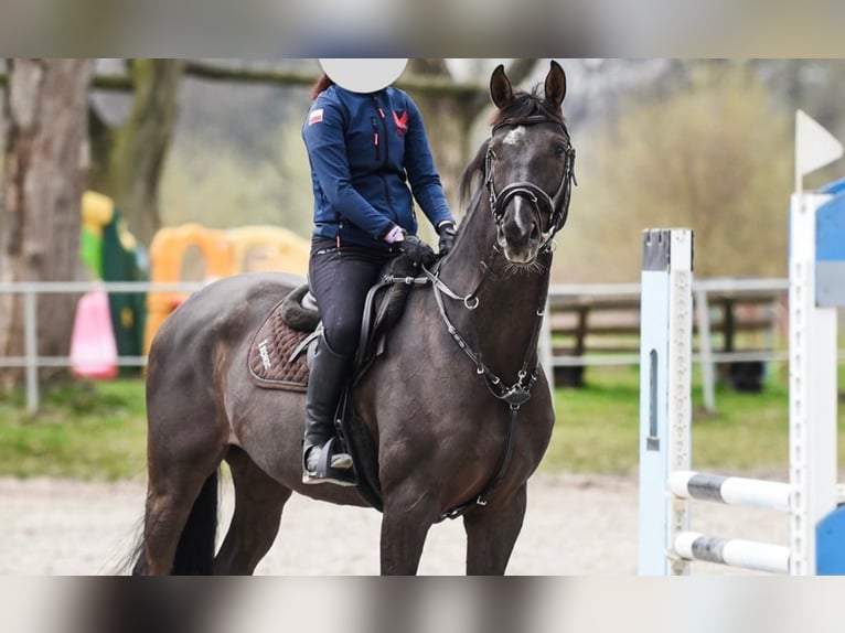 Zangersheide Castrone 12 Anni 165 cm Morello in Poznań