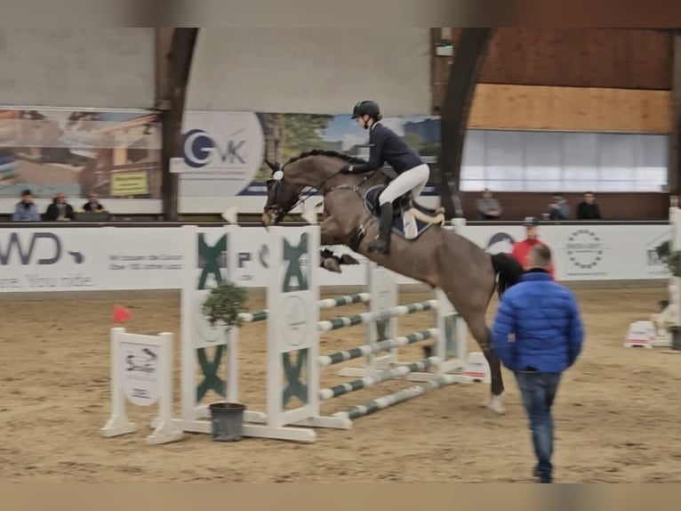 Zangersheide Castrone 12 Anni 168 cm Baio in M&#xFC;hltal