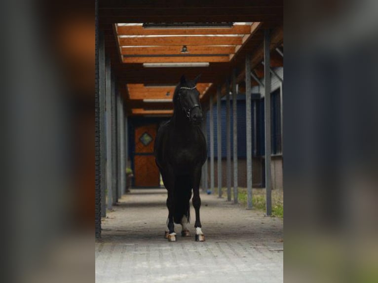 Zangersheide Castrone 12 Anni 168 cm Morello in Arnhem