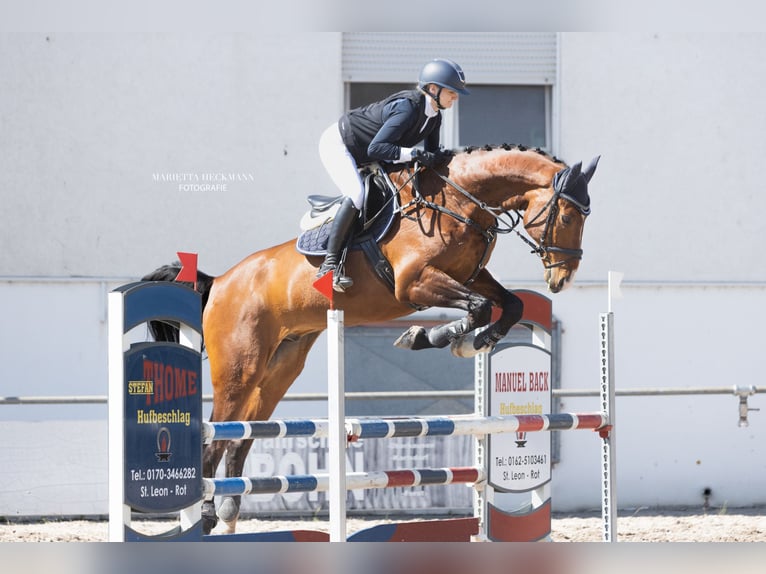 Zangersheide Castrone 12 Anni 172 cm Baio in Weinsberg