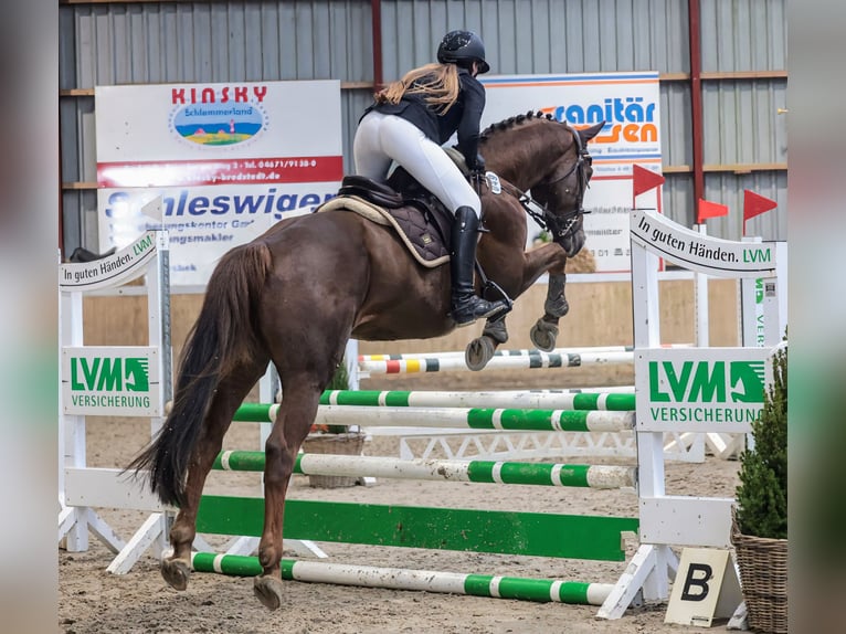 Zangersheide Castrone 12 Anni 172 cm Sauro scuro in Damendorf