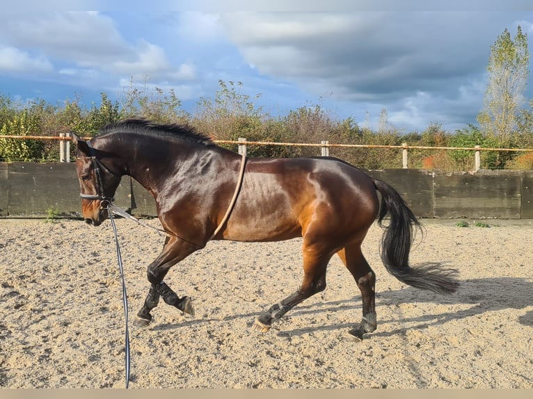 Zangersheide Castrone 12 Anni 179 cm Baio scuro in Berkel en Rodenrijs