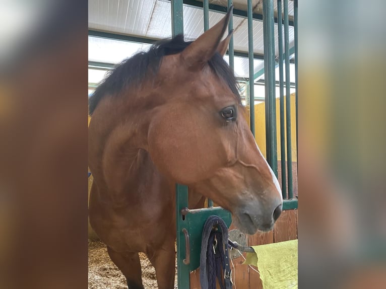 Zangersheide Castrone 12 Anni 180 cm Baio in Grignano