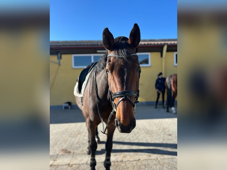 Zangersheide Castrone 12 Anni 180 cm Baio scuro in Herrieden