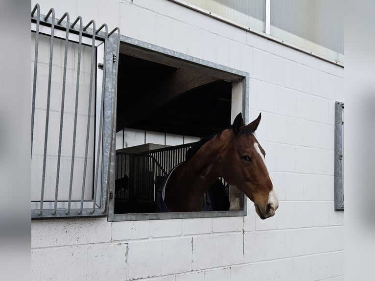 Zangersheide Castrone 13 Anni 165 cm Baio in Krefeld