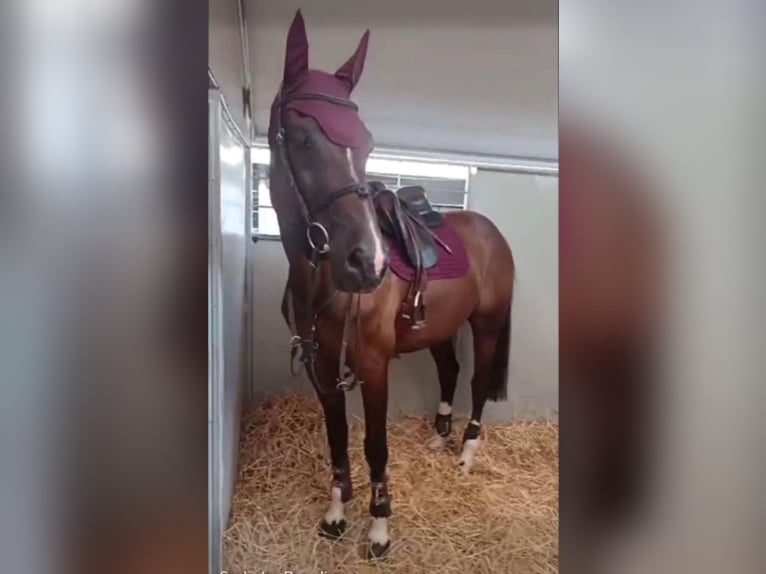 Zangersheide Castrone 13 Anni 170 cm Baio scuro in Brno