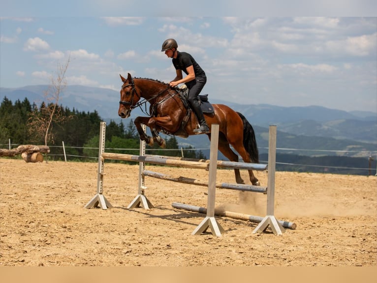 Zangersheide Castrone 14 Anni 160 cm Baio in Edelschrott