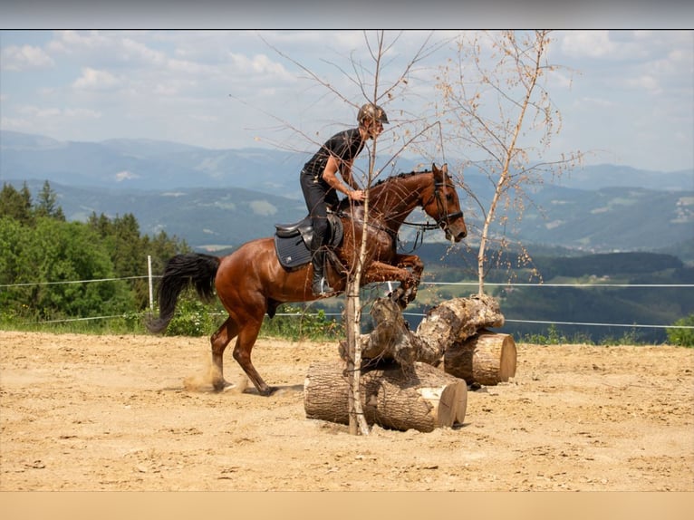 Zangersheide Castrone 14 Anni 160 cm Baio in Edelschrott