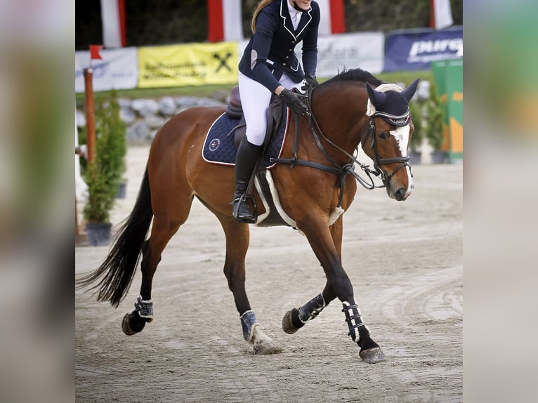 Zangersheide Castrone 14 Anni 163 cm Baio in Pöls an der Wieserbahn