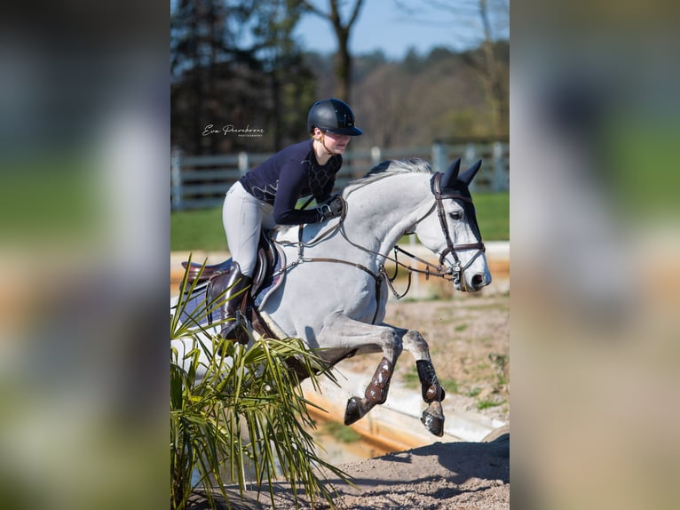 Zangersheide Castrone 14 Anni 165 cm Grigio in Sint-Oedenrode