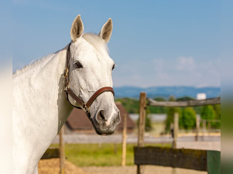 Zangersheide Castrone 14 Anni 166 cm Grigio in Friedrichshafen