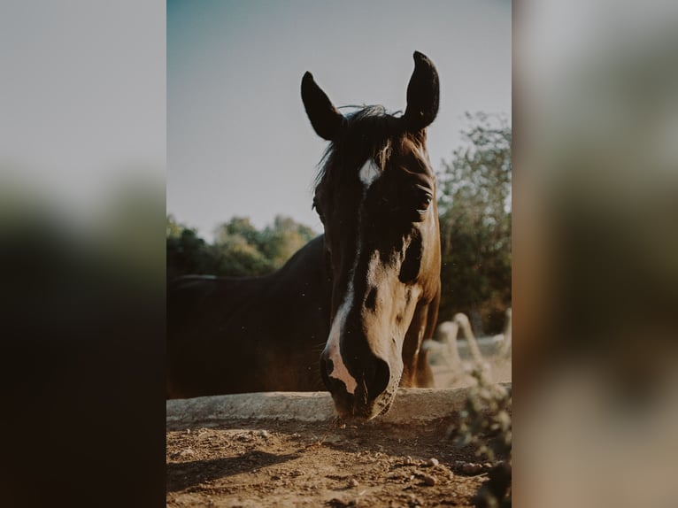 Zangersheide Castrone 14 Anni 168 cm Baio scuro in Santa Gertrudis De Fruitera
