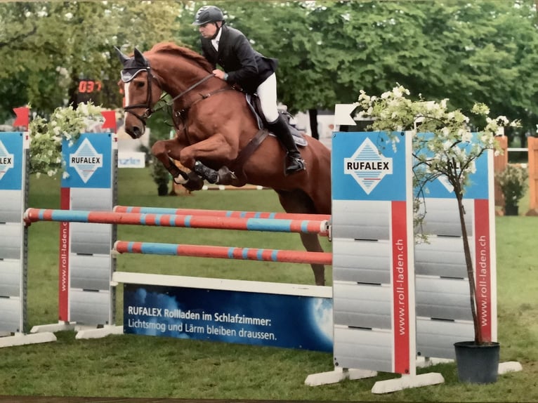 Zangersheide Castrone 14 Anni 168 cm Sauro in Thundorf