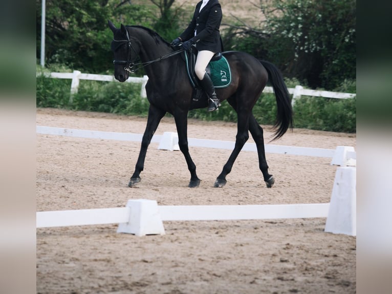 Zangersheide Castrone 14 Anni 175 cm Morello in Madrid