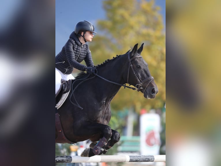 Zangersheide Castrone 14 Anni 176 cm Baio in Jesi