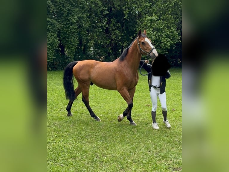 Zangersheide Castrone 15 Anni 165 cm Baio in masate