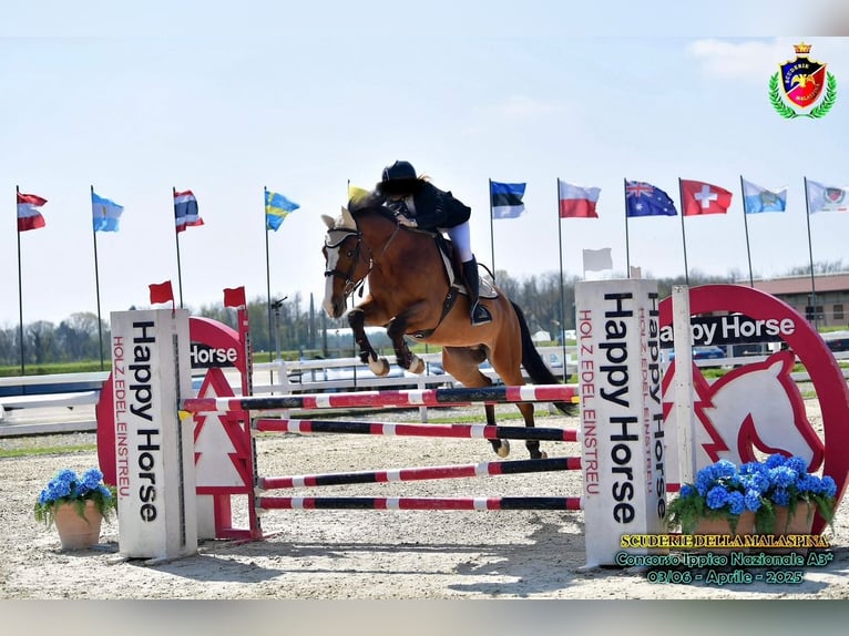 Zangersheide Castrone 15 Anni 165 cm Baio in masate