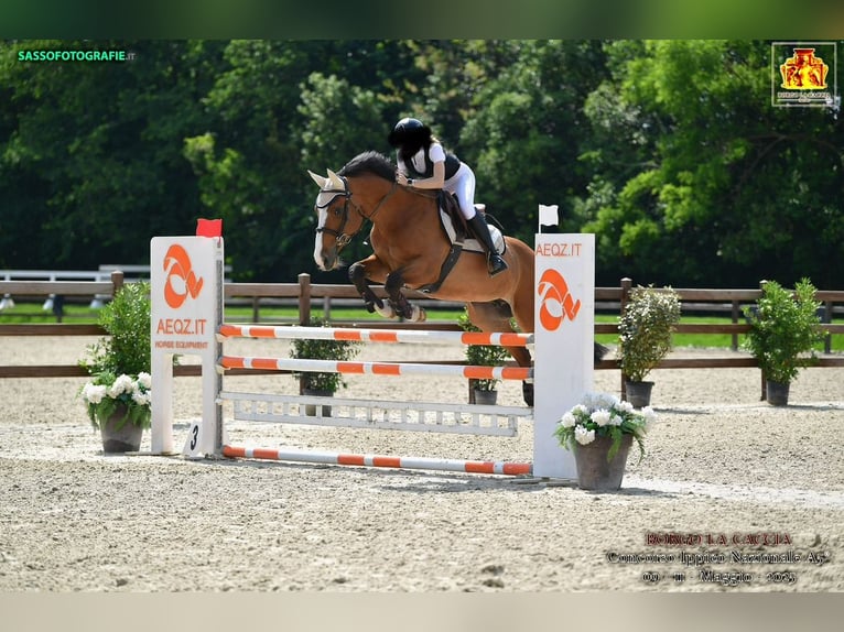 Zangersheide Castrone 15 Anni 165 cm Baio in masate