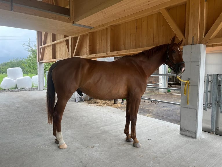 Zangersheide Castrone 15 Anni 171 cm Sauro in Gams