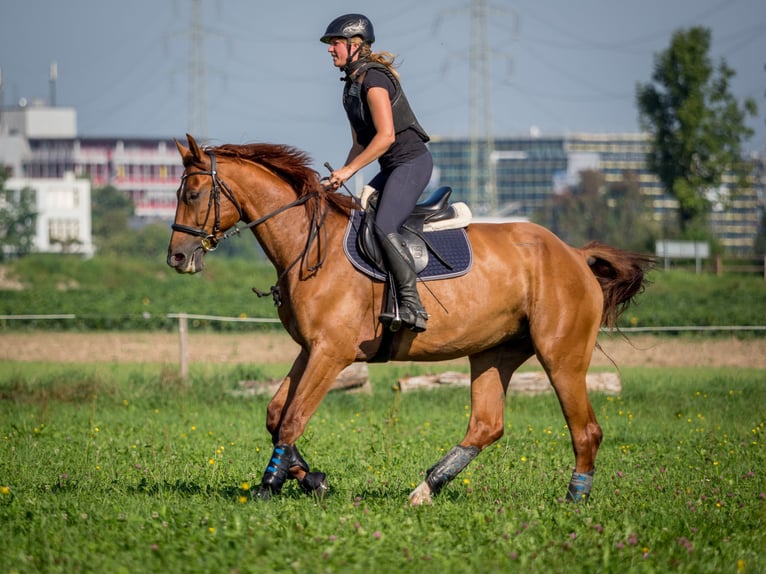 Zangersheide Castrone 15 Anni 171 cm Sauro in Gams