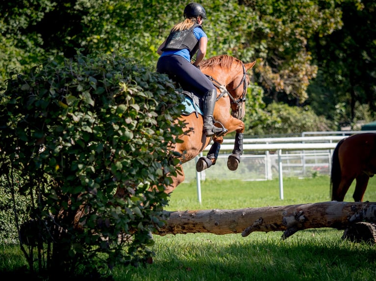 Zangersheide Castrone 15 Anni 171 cm Sauro in Gams