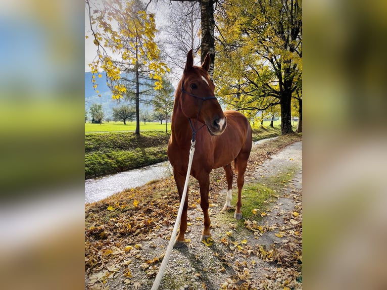 Zangersheide Castrone 15 Anni 171 cm Sauro in Gams
