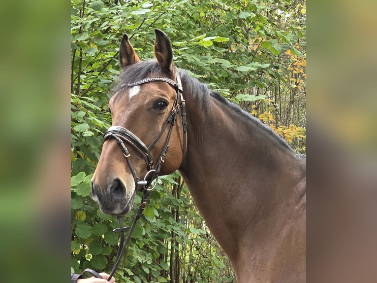 Zangersheide Castrone 15 Anni 172 cm Baio in Wachtendonk