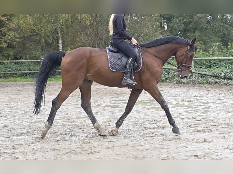 Zangersheide Castrone 15 Anni 172 cm Baio in Wachtendonk