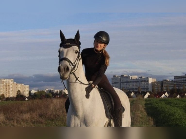 Zangersheide Castrone 15 Anni 174 cm Grigio pezzato in Rodgau