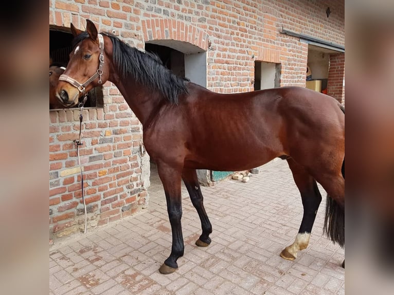 Zangersheide Castrone 16 Anni 168 cm Baio scuro in Wegberg