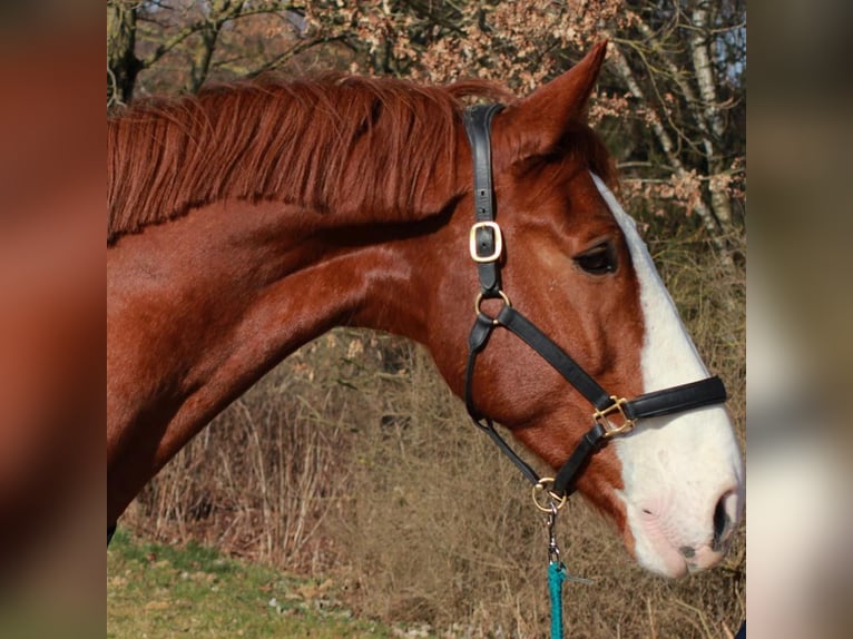 Zangersheide Castrone 16 Anni 176 cm Sauro in Forstinning