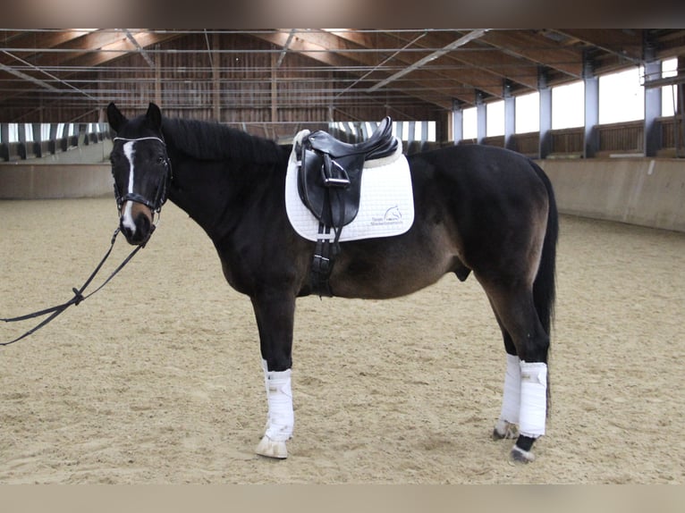 Zangersheide Castrone 17 Anni 165 cm Baio scuro in Kaltenleutgeben