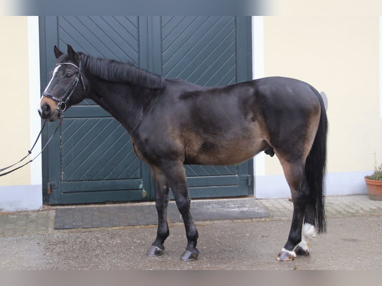 Zangersheide Castrone 17 Anni 165 cm Baio scuro in Kaltenleutgeben