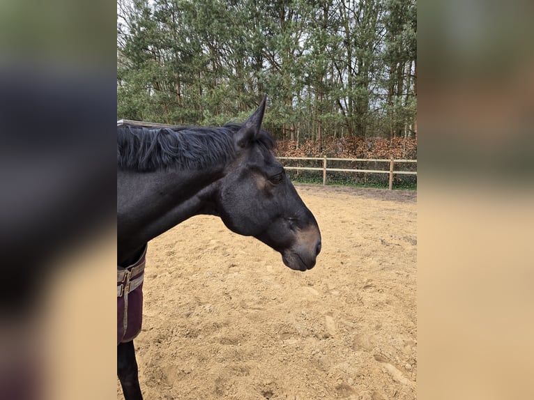 Zangersheide Castrone 17 Anni 172 cm Morello in Rijsbergen