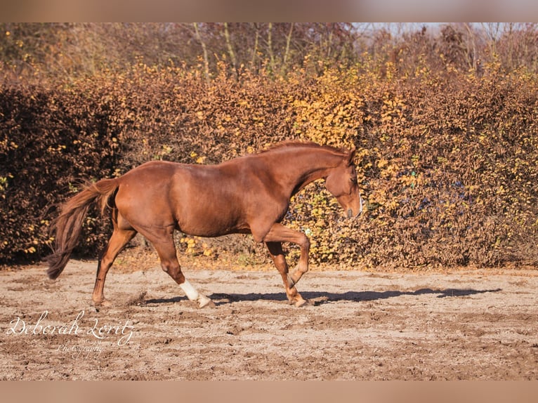Zangersheide Castrone 18 Anni 171 cm Sauro in Hambrücken
