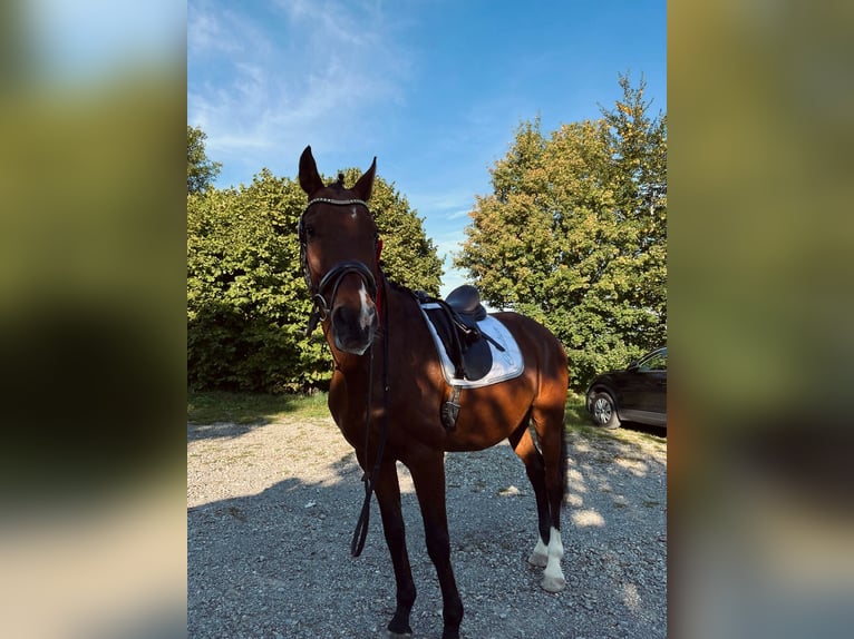 Zangersheide Castrone 19 Anni 165 cm Baio in Memmingen