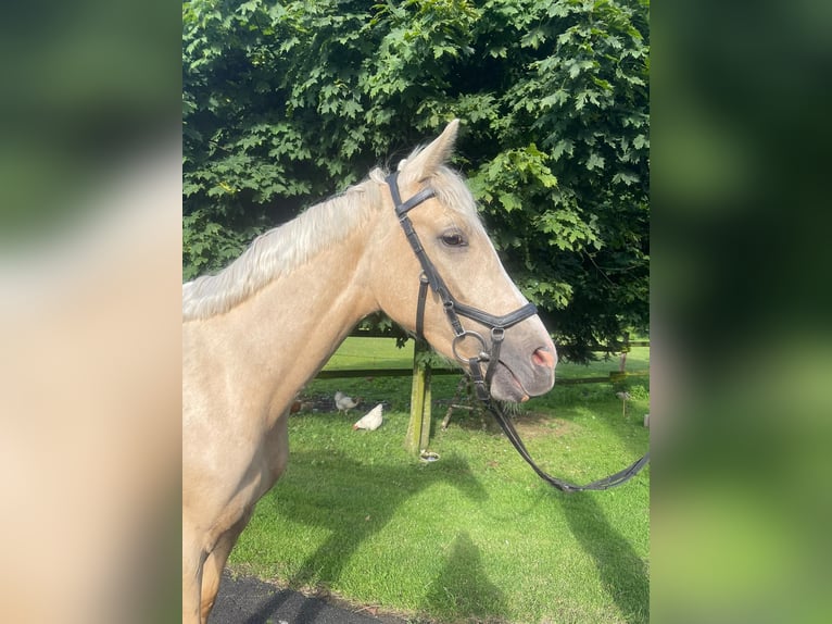 Zangersheide Castrone 2 Anni 154 cm Palomino in Schermbeck