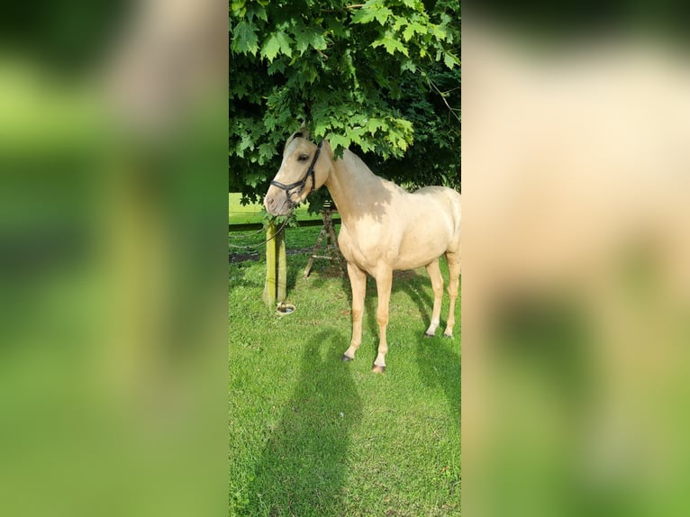 Zangersheide Castrone 2 Anni 154 cm Palomino in Schermbeck